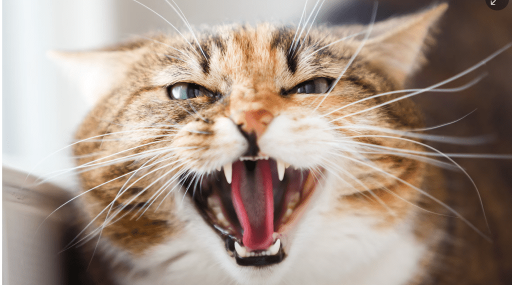 Top ways to understand your&nbsp;cat